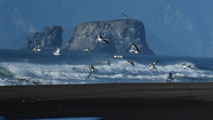 Ученый высказался о древних обитателях океана