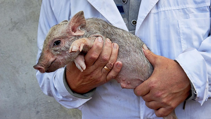 Сибирских мини-пигов готовят к донорству временных органов для человека